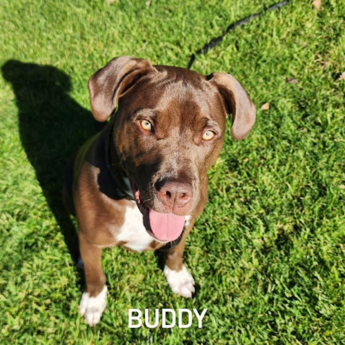 Buddy